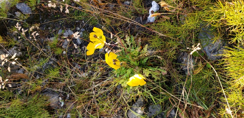 Papaver radicatum plantplacesimage20190826_101635.jpg