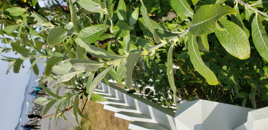 Salix glauca plantplacesimage20190826_111647.jpg