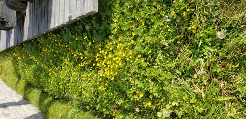 Ranunculus nivalis plantplacesimage20190826_113013.jpg