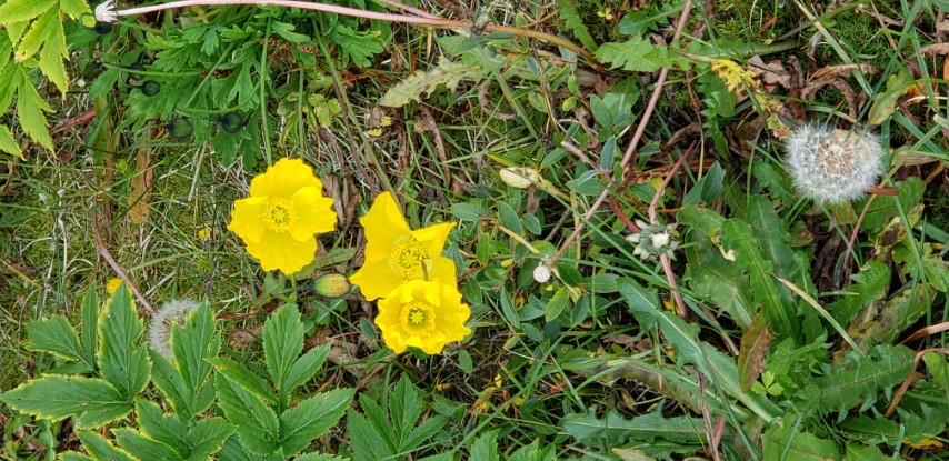 Papaver radicatum plantplacesimage20190826_113809.jpg