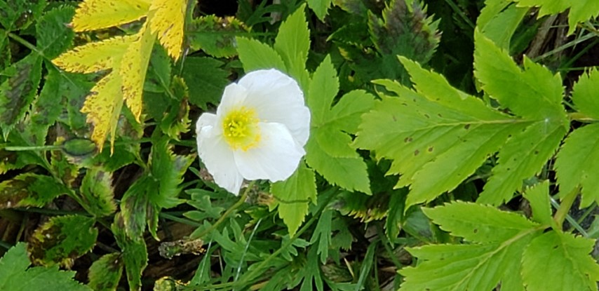 Papaver radicatum plantplacesimage20190826_113938.jpg