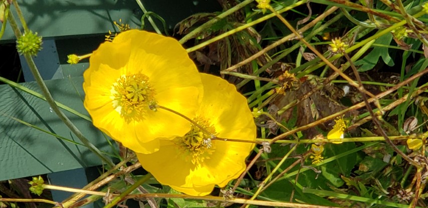 Papaver radicatum plantplacesimage20190826_114343.jpg