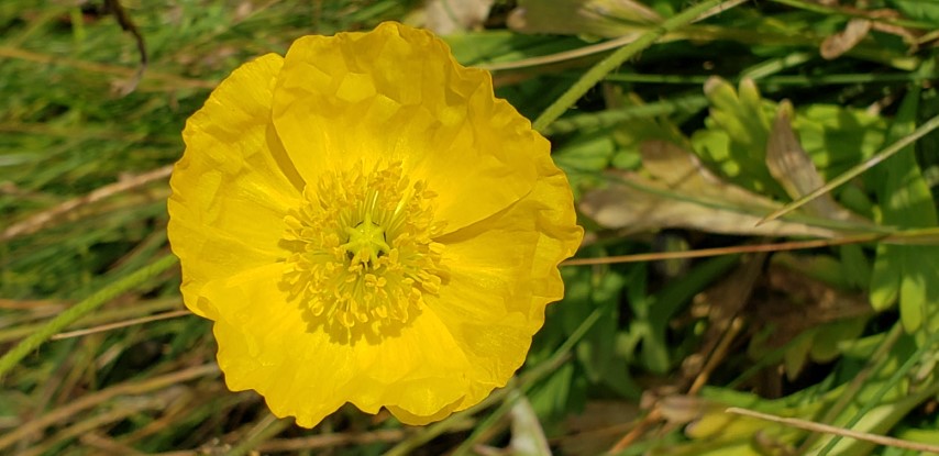 Papaver radicatum plantplacesimage20190826_114428.jpg