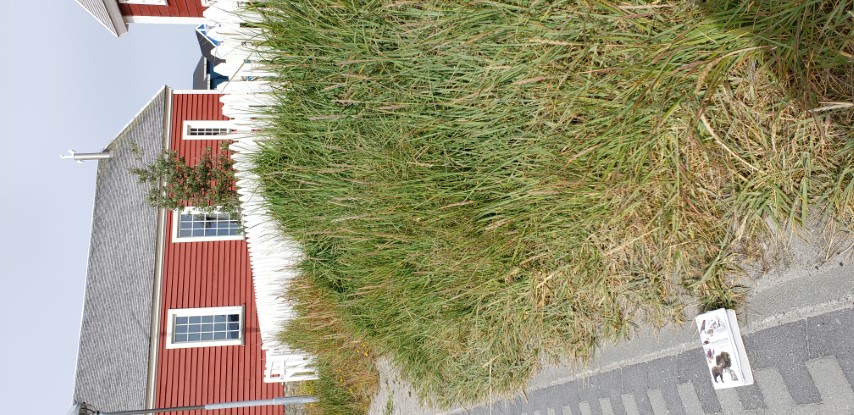 Calamagrostis stricta plantplacesimage20190826_115252.jpg