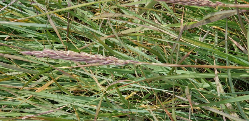 Calamagrostis stricta plantplacesimage20190826_115304.jpg