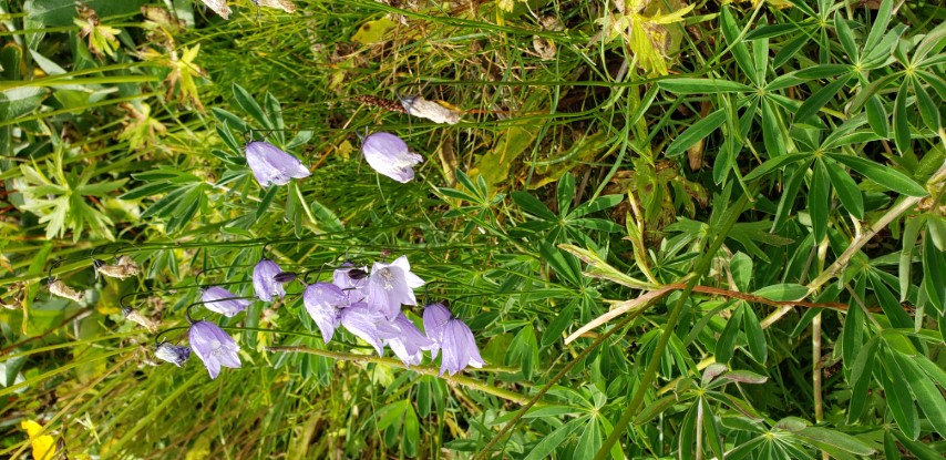 Campanula rotundifolia plantplacesimage20190826_115654.jpg