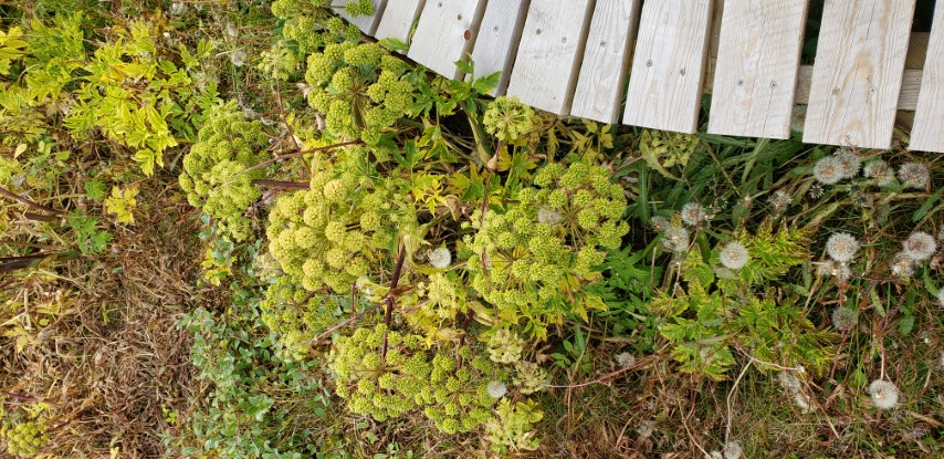 Angelica archangelica plantplacesimage20190826_120202.jpg