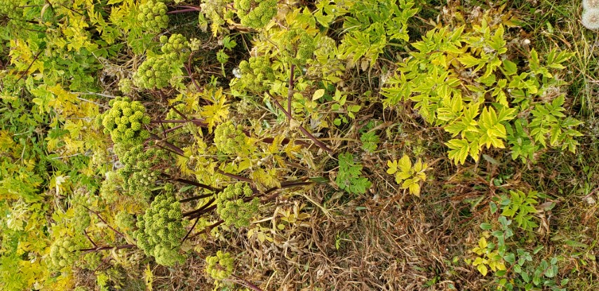Angelica archangelica plantplacesimage20190826_120211.jpg