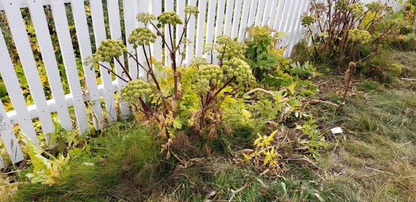 Angelica archangelica plantplacesimage20190826_121743.jpg