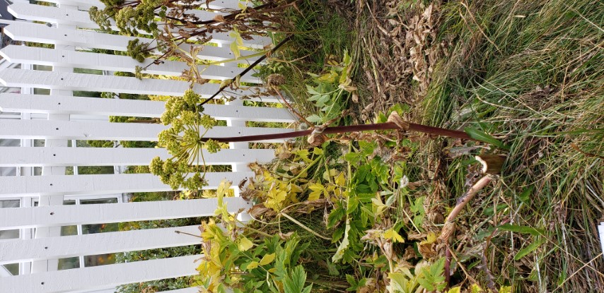 Angelica archangelica plantplacesimage20190826_121759.jpg