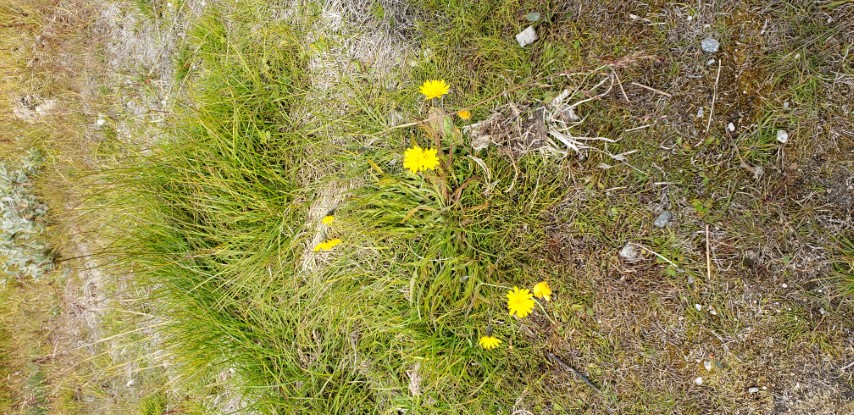 Taraxacum spp. plantplacesimage20190826_122013.jpg