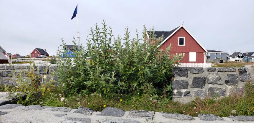 Salix glauca plantplacesimage20190826_122234.jpg