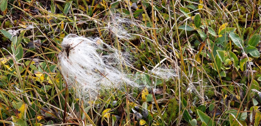 Eriophorum angustifolium plantplacesimage20190826_122427.jpg