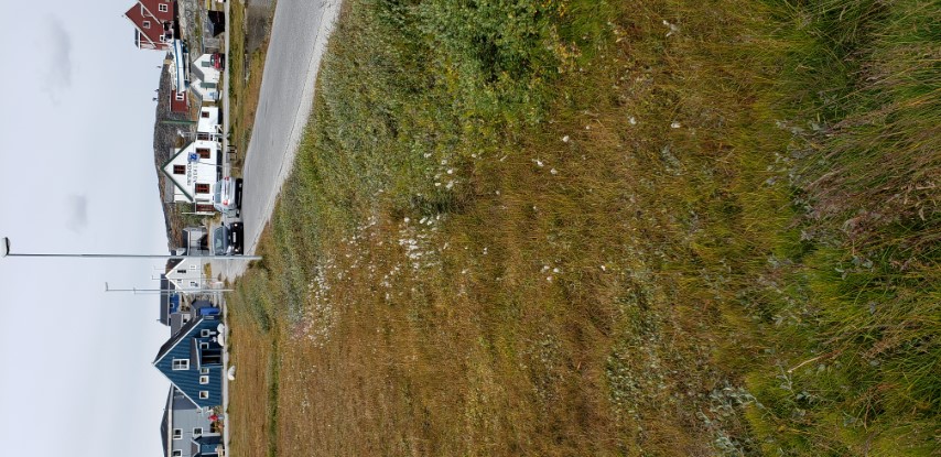 Eriophorum angustifolium plantplacesimage20190826_122959.jpg