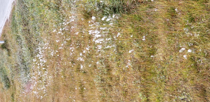 Eriophorum angustifolium plantplacesimage20190826_123006.jpg