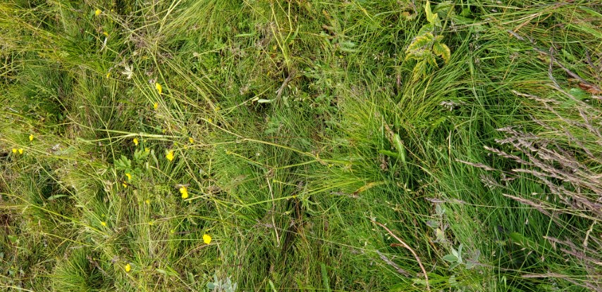 Ranunculus pedatifidus plantplacesimage20190826_123333.jpg