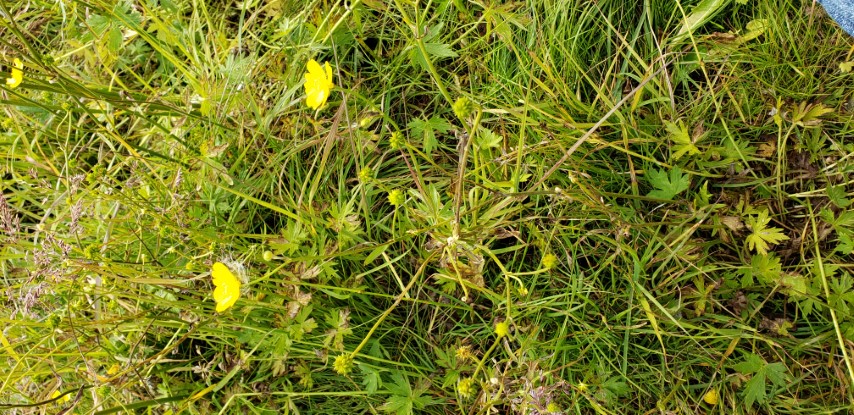 Ranunculus pedatifidus plantplacesimage20190826_123535.jpg