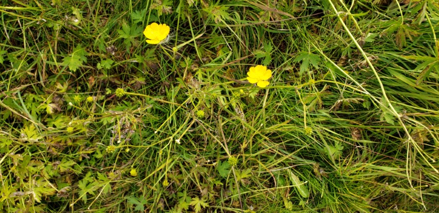 Ranunculus pedatifidus plantplacesimage20190826_123544.jpg