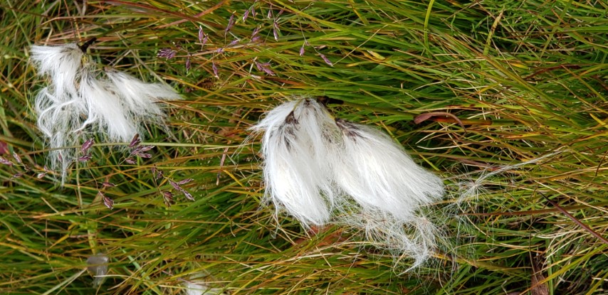 Eriophorum angustifolium plantplacesimage20190826_123626.jpg