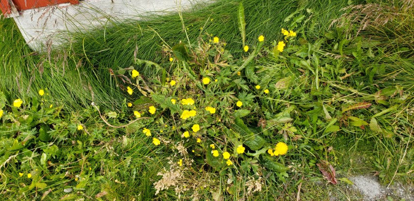 Ranunculus pedatifidus plantplacesimage20190826_124711.jpg