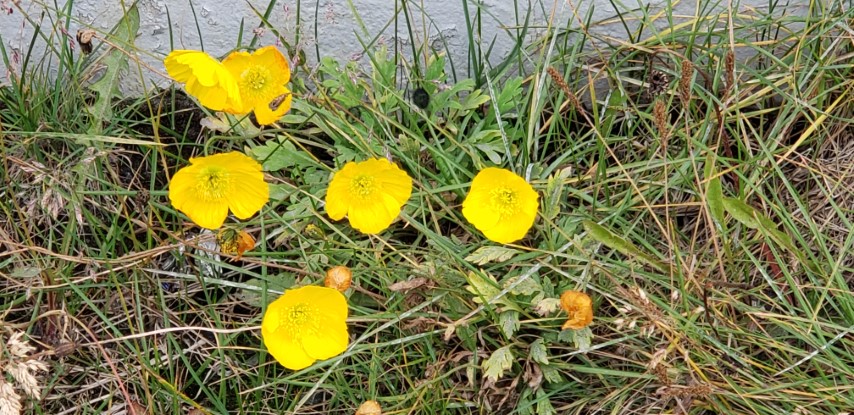 Papaver radicatum plantplacesimage20190826_133614.jpg