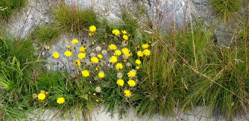 Taraxacum spp. plantplacesimage20190826_134453.jpg