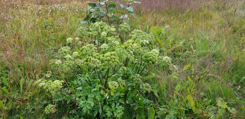 Angelica archangelica plantplacesimage20190828_082152.jpg