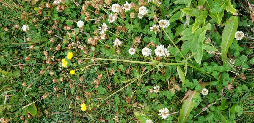 Ranunculus pedatifidus plantplacesimage20190828_082330.jpg