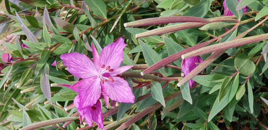 Chamerion latifolium plantplacesimage20190828_102347.jpg