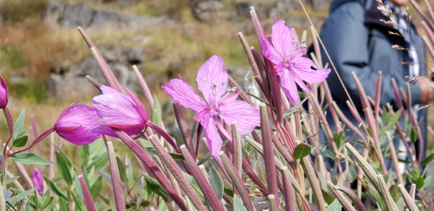 Chamerion latifolium plantplacesimage20190828_102400.jpg