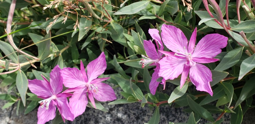 Chamerion latifolium plantplacesimage20190828_102416.jpg