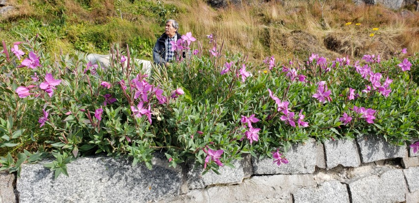 Chamerion latifolium plantplacesimage20190828_102510.jpg