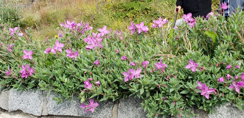 Chamerion latifolium plantplacesimage20190828_102543.jpg