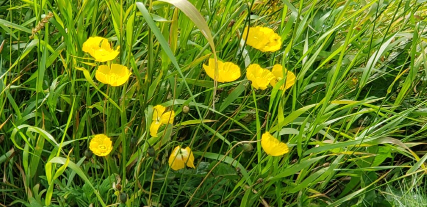 Papaver radicatum plantplacesimage20190828_102805.jpg