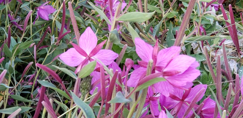 Chamerion latifolium plantplacesimage20190828_103736.jpg