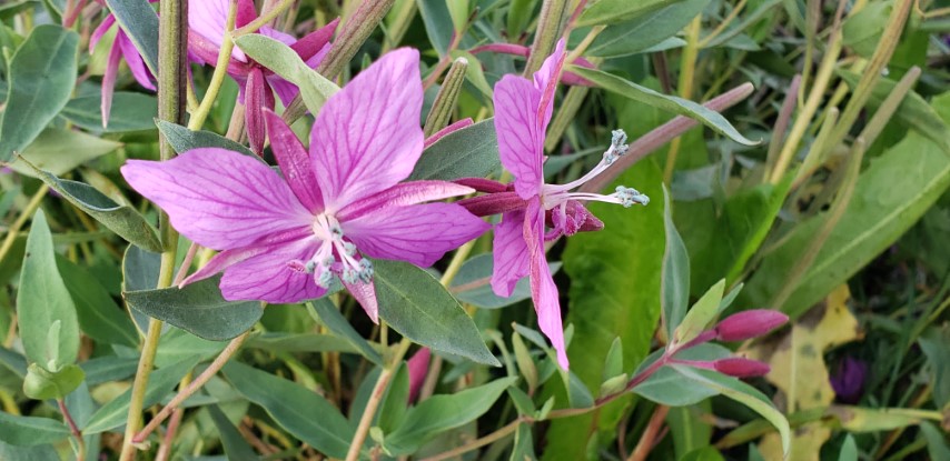 Chamerion latifolium plantplacesimage20190828_103808.jpg