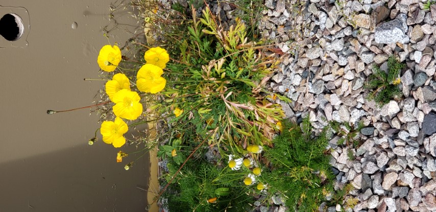 Papaver radicatum plantplacesimage20190828_104119.jpg