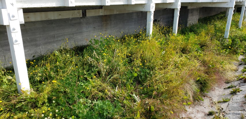 Ranunculus pedatifidus plantplacesimage20190828_105718.jpg