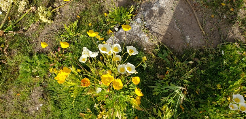 Papaver nudicaule plantplacesimage20190828_110000.jpg