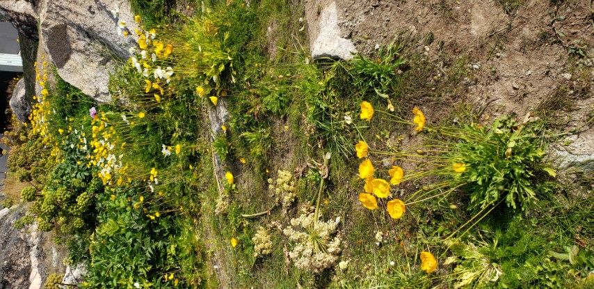 Papaver nudicaule plantplacesimage20190828_110021.jpg