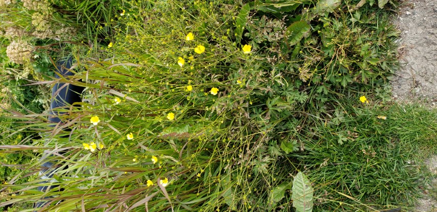 Ranunculus pedatifidus plantplacesimage20190828_110741.jpg