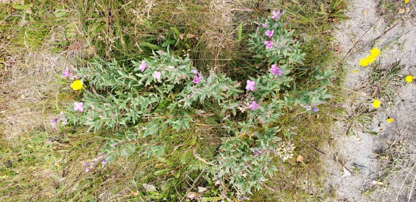 Chamerion latifolium plantplacesimage20190828_111512.jpg