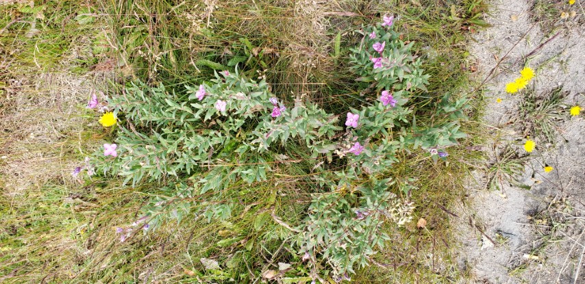 Chamerion latifolium plantplacesimage20190828_111512.jpg