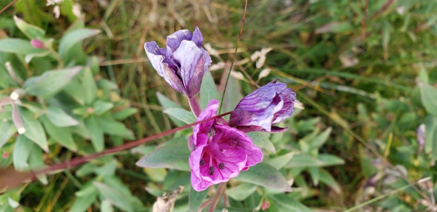 Chamerion latifolium plantplacesimage20190828_111522.jpg