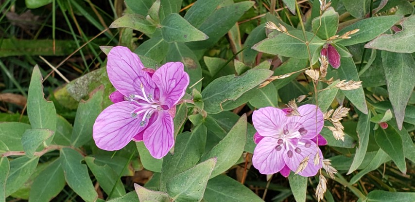 Chamerion latifolium plantplacesimage20190828_111536.jpg