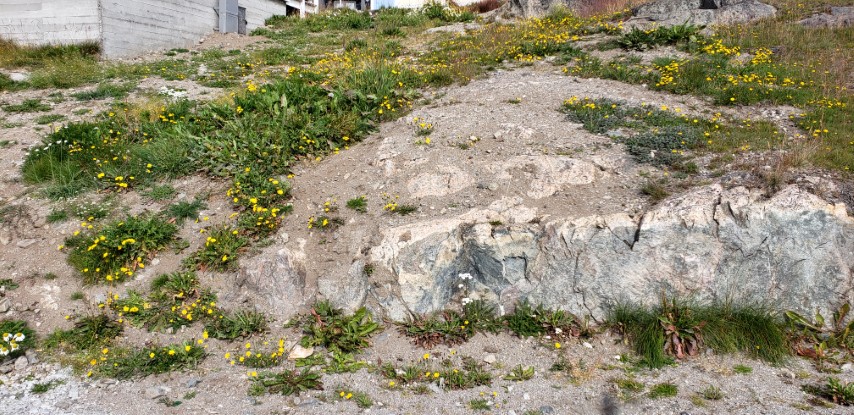 Taraxacum spp. plantplacesimage20190828_111651.jpg