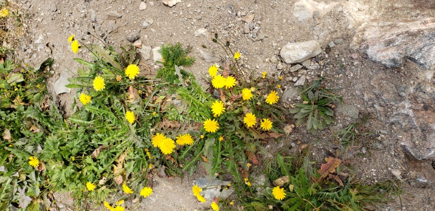 Taraxacum spp. plantplacesimage20190828_111703.jpg