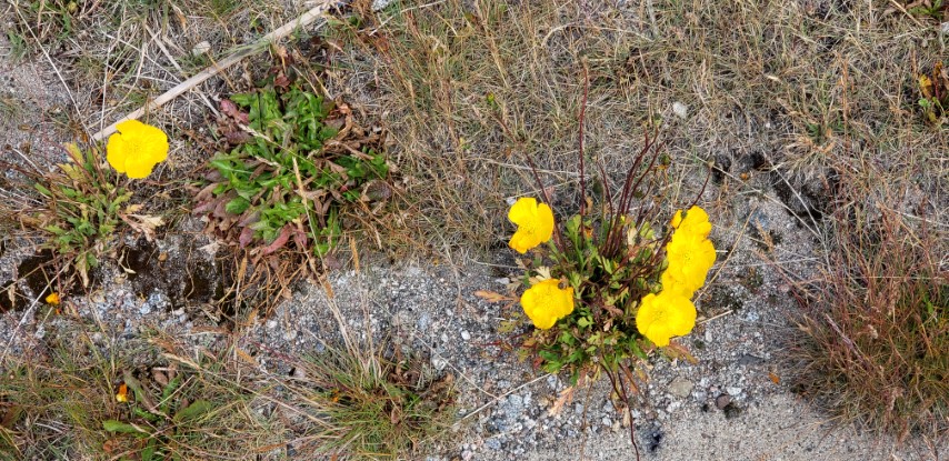 Papaver radicatum plantplacesimage20190828_111946.jpg