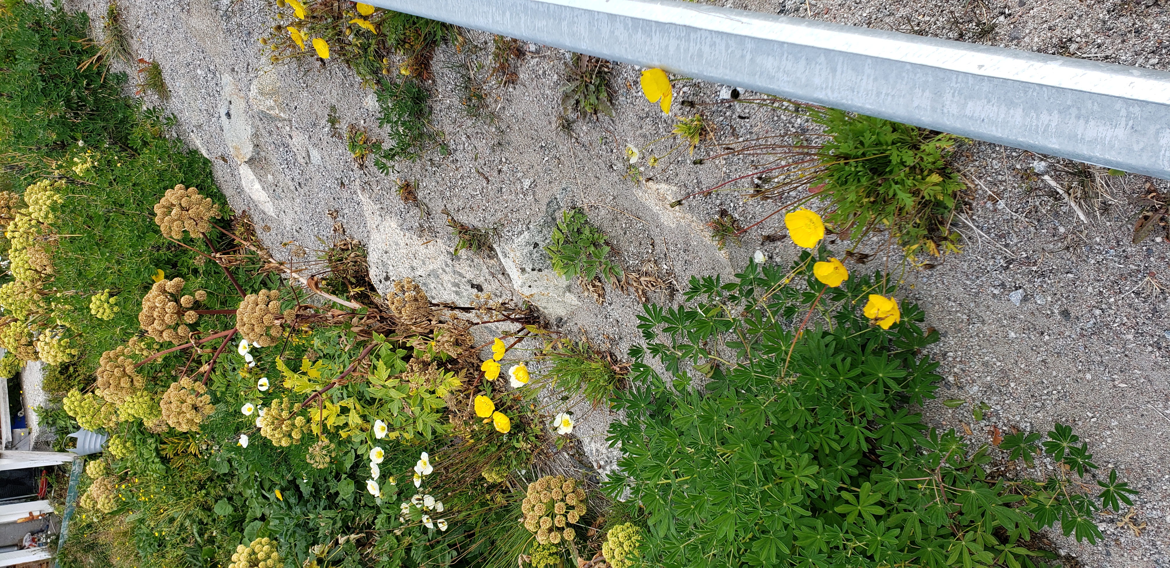 Papaver radicatum plantplacesimage20190828_113259.jpg