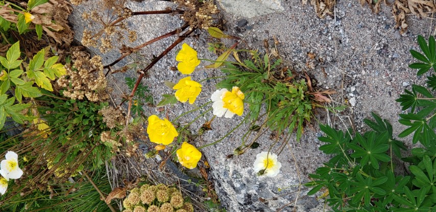 Papaver radicatum plantplacesimage20190828_113311.jpg